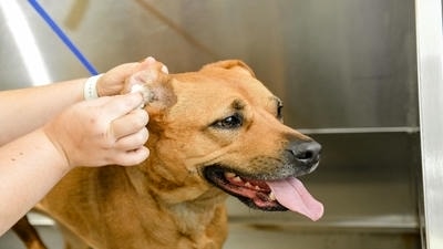 How to Identify and Treat Yeast Infections in Pets: Key Signs to Look For