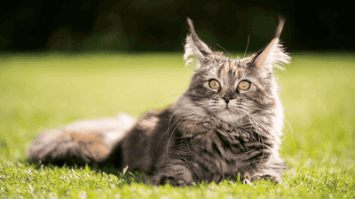 Meet the Maine Coon: The Gentle Giant of the Cat World