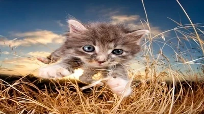 Seasonal Pet Photography: Ideas for Capturing the Spirit of Each Season