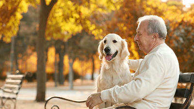 Why Adopting a Senior Pet Could Be Your Best Decision Ever
